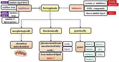 The emerging roles of ferroptosis in cells of the central nervous system